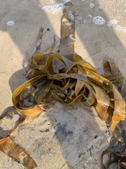 Laminaria digitata