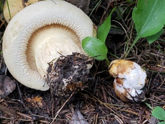 Hypomyces chrysospermus