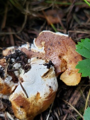 Hypomyces chrysospermus