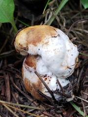 Hypomyces chrysospermus