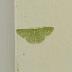 Synchlora