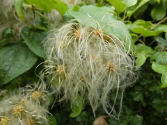 Clematis vitalba