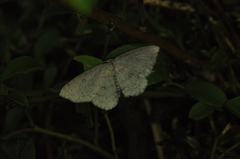 Cyclophora pendulinaria