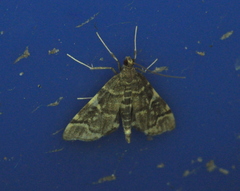 Anageshna primordialis