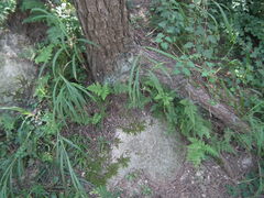 Dryopteris chinensis