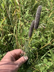 Dalea purpurea