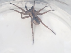 Alopecosa inquilina