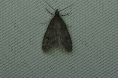 Scoparia penumbralis
