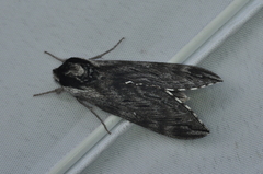 Sphinx poecila