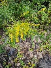 Solidago odora