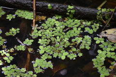 Salvinia