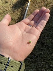 Araneus detrimentosus
