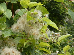 Clematis vitalba