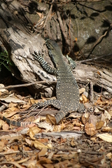 Varanus varius