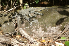 Varanus varius