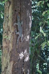 Varanus varius