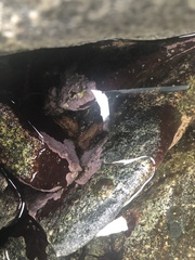 Chamberlainium tumidum