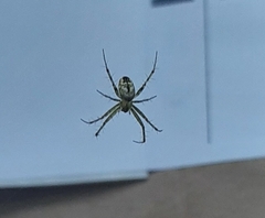 Mangora