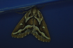 Caripeta angustiorata