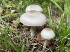 Agaricus sylvicola