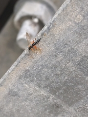 Itoplectis conquisitor