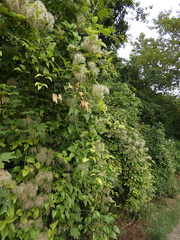 Clematis vitalba