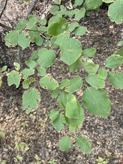 Styrax redivivus