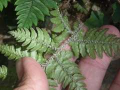 Dryopteris chinensis