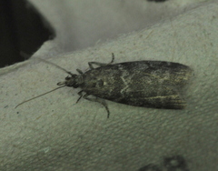 Ortholepis pasadamia