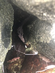 Chamberlainium tumidum