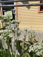 Megachile centuncularis