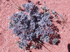 Pelargonium redactum