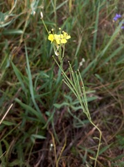 Erysimum canescens