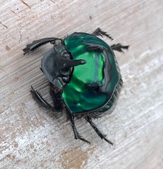 Oxysternon conspicillatum