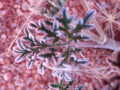 Pelargonium redactum