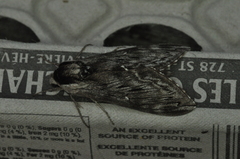 Sphinx poecila