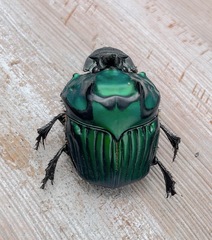 Oxysternon conspicillatum