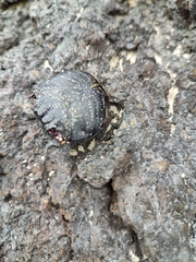 Grapsus grapsus