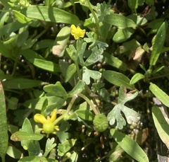 Ranunculus sceleratus