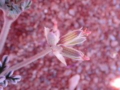 Pelargonium redactum