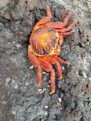 Grapsus grapsus