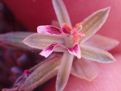 Pelargonium redactum