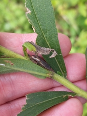 Paraulacizes irrorata