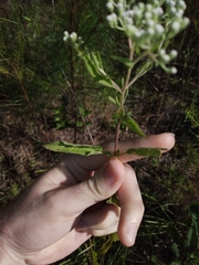 Eupatorium serotinum