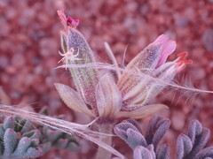 Pelargonium redactum