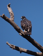 Aquila spilogaster