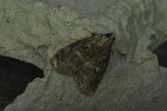 Pococera asperatella