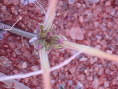 Pelargonium redactum
