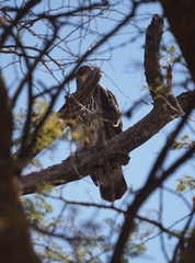 Aquila spilogaster