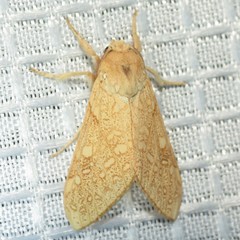 Lophocampa mixta